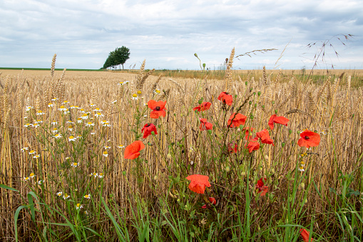 Agricultural landscape in early summer between Schöppenstedt and Wanzleben. The poppy, Papaver, blooms on the edge of the field.