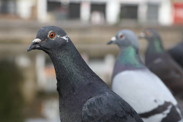 istock London pigeons in a row one in close up 1264817629