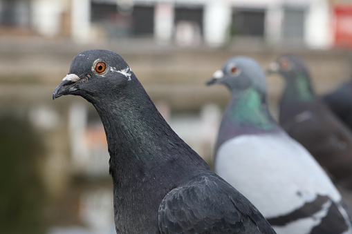 The local pond is a place where London pigeons will gather when they see that ducks and other water birds are being fed. This photo shows a line-up of pigeons, a row where the closest one is in focus.