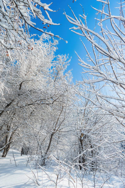 istock Winter trees on snow in park. 1264817660