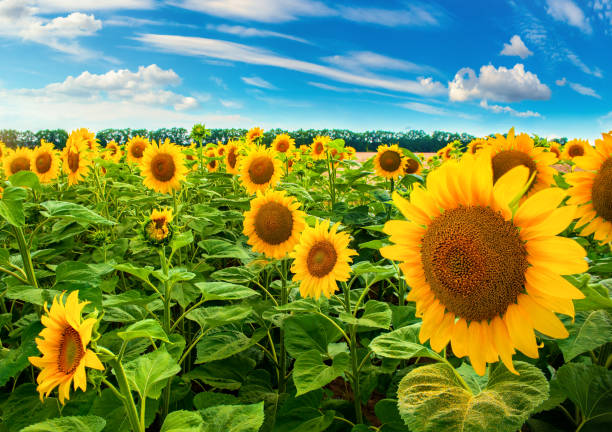 istock Sunflower field in day 1264818311