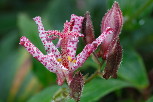 Pink flowers of Formosa Toad Lily