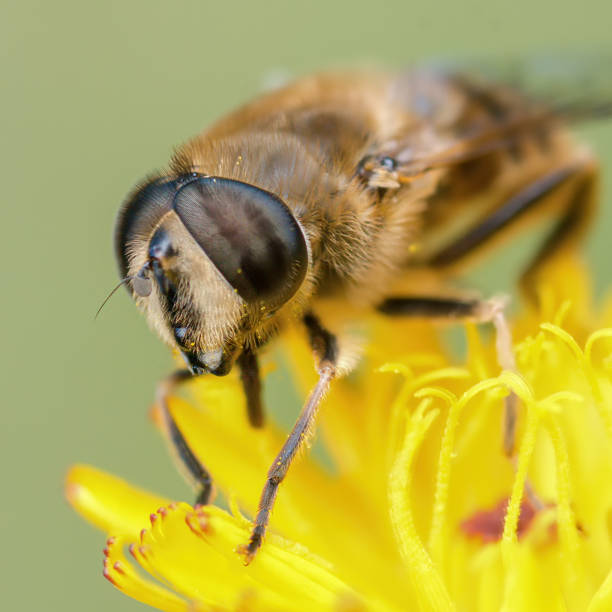 istock a buzzing fly on a yellow flower 1264818828