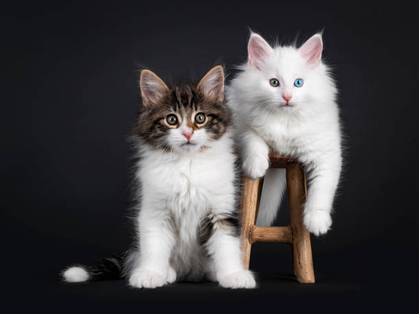 istock Duo of Norwegian Forestcat kittens on black 1264819777