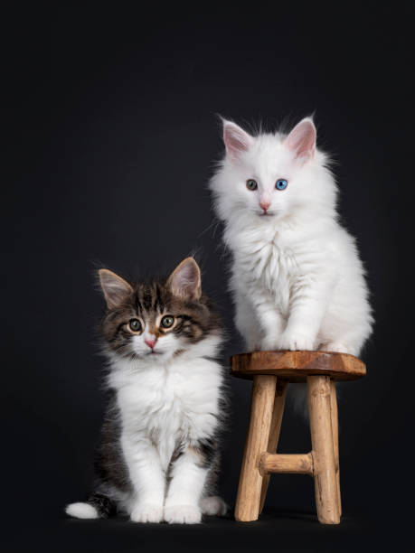 istock Duo of Norwegian Forestcat kittens on black 1264819787