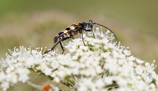Leptura quadrifasciata, the spotted longhorn beetle, is a species of beetle in the family Cerambycidae. It was described by Carl Linnaeus in his landmark 1758 10th edition of Systema Naturae. \nAdult beetles are 11–20 mm long, black with four more or less continuous transverse yellow bands. In extreme cases the elytra may be almost entirely black. It is found throughout the Northern and Central Palaearctic region. \nLarvae make meandering galleries in various trees, including oak, beech, birch, willow, alder, elder and spruce. The life cycle lasts two or three years.\nThe adults are very common flower-visitors, especially Apiaceae species, feeding on pollen and the nectar (source Wikipedia). \n\nThis is a common Species in the Netherlands.