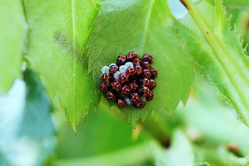 close-up view of newly hatched brown marmorated stink bugs and eggs on a plant. A common pest that invades gardens and crops