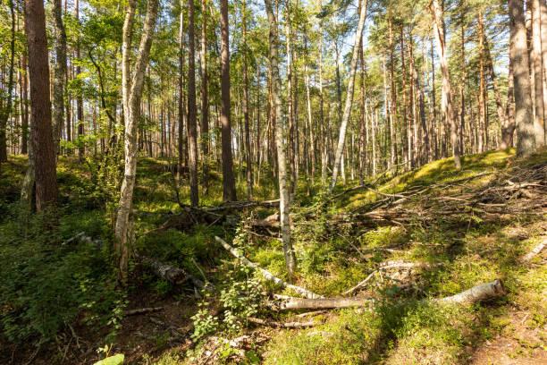 istock Woodland in the Morning Light 1264821152