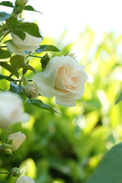 istock White Peach color rose. Beautiful spring border, blooming rose bush on a bright background. 1264821154