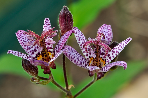Pink flowers of Formosa Toad Lily