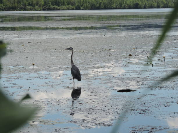 istock Lake Boivin in August 1264822143