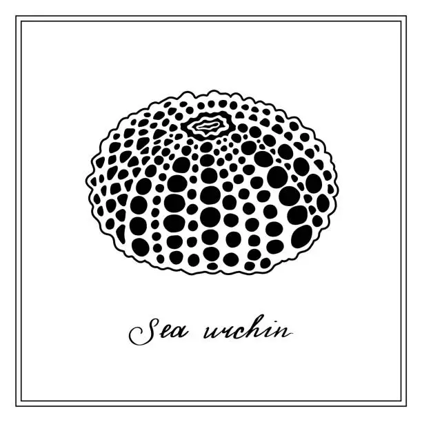 Vector illustration of Black Sea Urchin. Seashell. Black and white square card. Hand-drawn collection of greeting cards. Vector illustration.