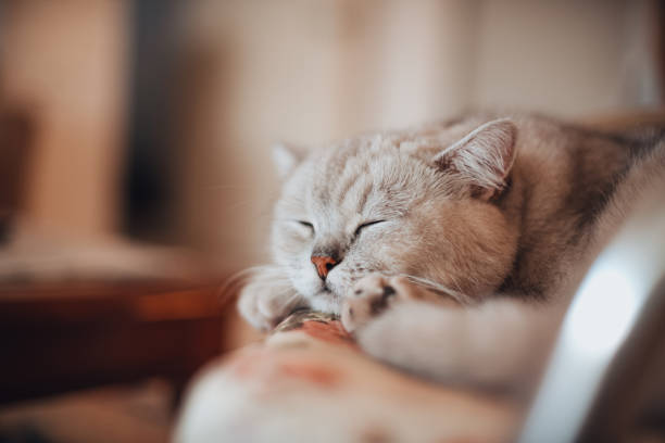 British Shorthair Cat Sleeping on Chair