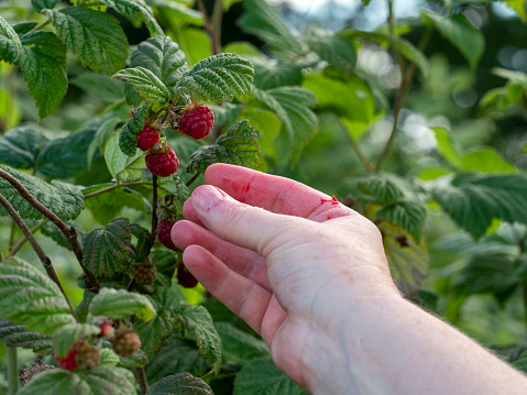 A woman's hand picking wild raspberries