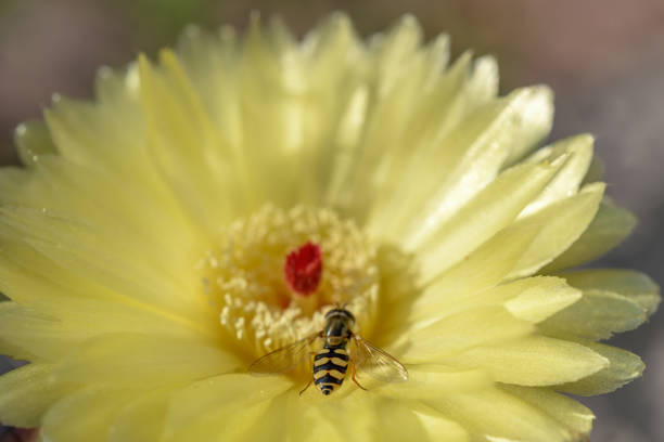 Insect on a yelow cactus flower in summer