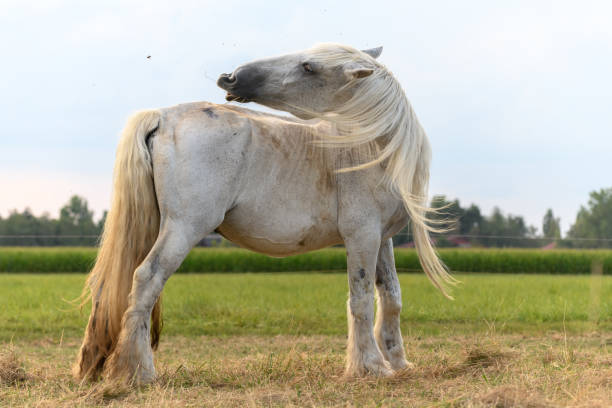 istock Draft Horse portrait in a pasture 1264825644