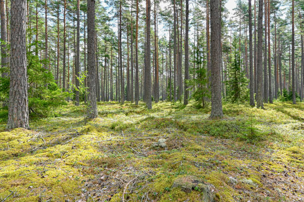 backlight through pinewood forest a summer day