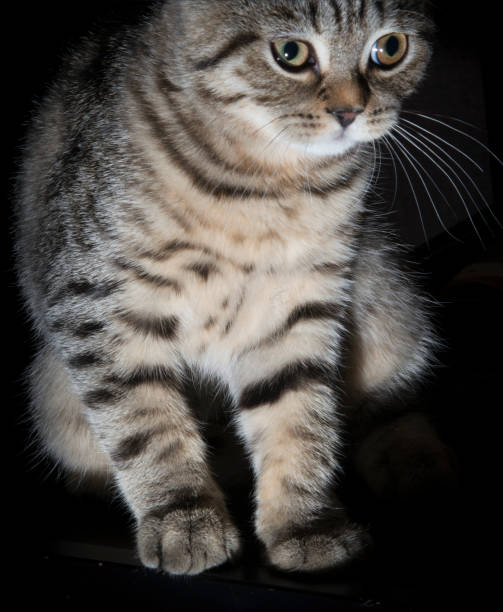 istock A gray scottish fold cat on black background 1264826845