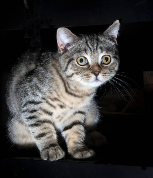 istock A gray scottish fold cat on black background 1264827404