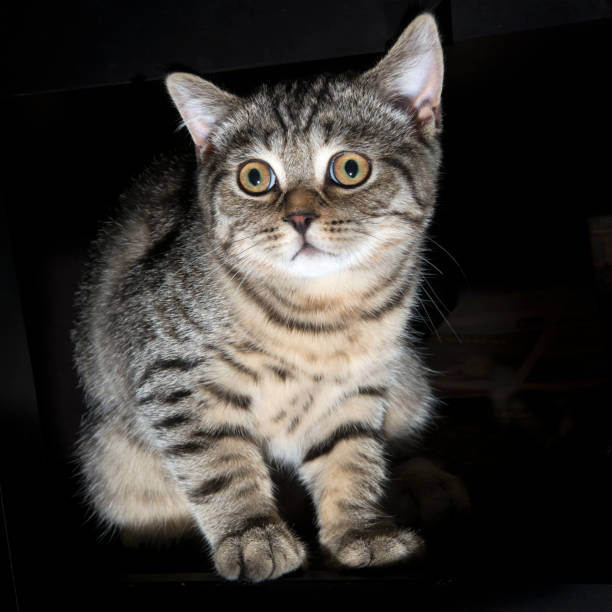 istock A gray scottish fold cat on black background 1264827434