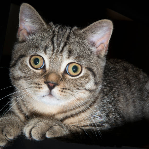 istock A gray scottish fold cat on black background 1264827500