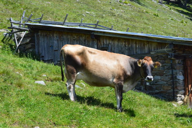 istock Cows in Southtyrol 1264828968