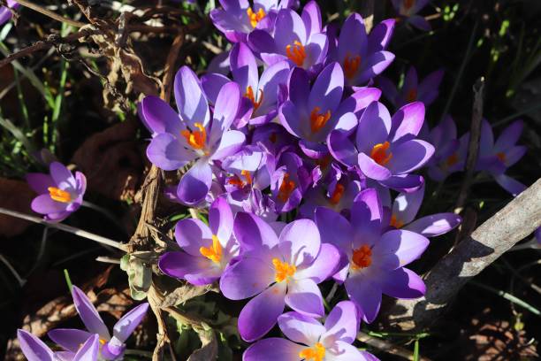 zobacz na magii kwitnące wiosenne kwiaty krokus sativus. fioletowy krokus i żółty rośnie na zewnątrz. - saffron crocus spring nature crocus zdjęcia i obrazy z banku zdjęć