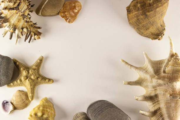 istock Starfish, seashells and stones on white background. Travel conception. Design, ocean 1264829104