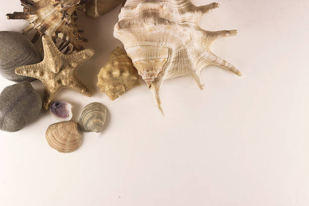 istock Starfish, seashells and stones on white background. Travel conception. Design, ocean 1264829112