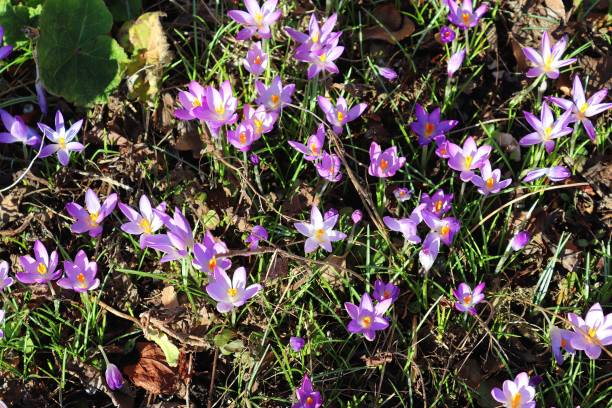 zobacz na magii kwitnące wiosenne kwiaty krokus sativus. fioletowy krokus i żółty rośnie na zewnątrz. - saffron crocus spring nature crocus zdjęcia i obrazy z banku zdjęć