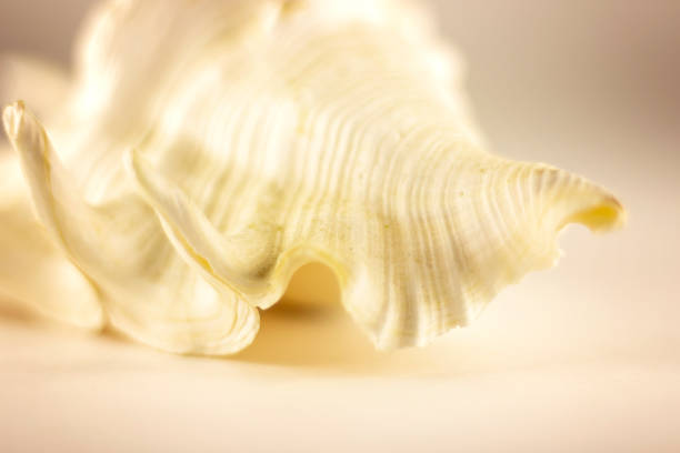 istock Beautiful beige sea shell on the white background. Artistic photography. Selective focus. Macro. 1264829882