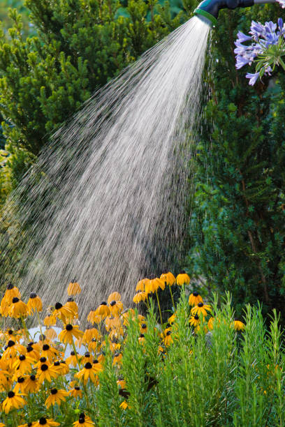 istock Yellow coneflowers in full bloom get sprinkled in backlight 1264829982