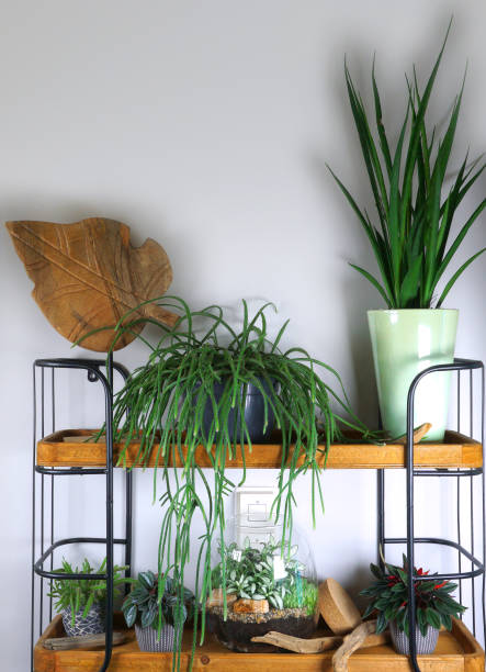 istock Different indoor plants in living room with decorations on the table Stylish composition of home garden green industrial interior. Urban jungle interior with houseplants. green concept for magazine. 1264830300