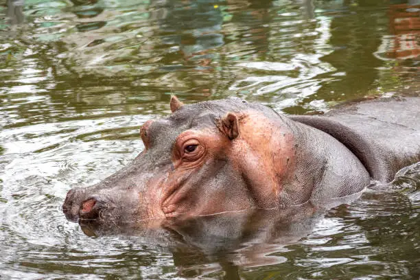 Photo of Hippo Lele ,the star animal in Hsichu Zoo of Taiwan.