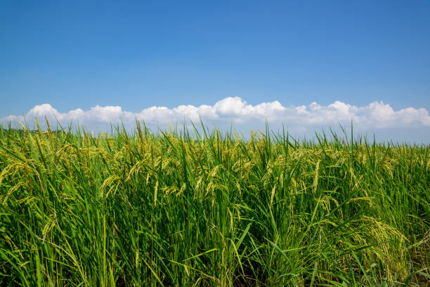 istock Lush green rice field.Fresh green and blue sky. 1264831088