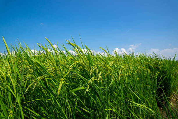 istock Lush green rice field.Fresh green and blue sky. 1264831092