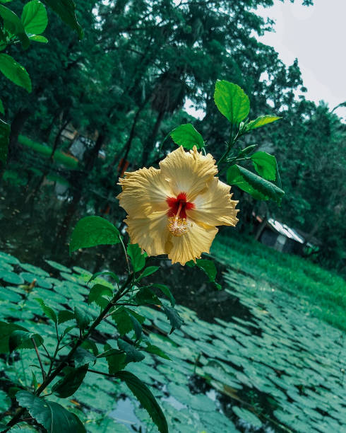 plan rapproché jaune hibiscus - 18602 photos et images de collection