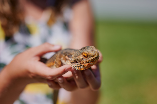 young girl blurred in the background is holding a bearded dragon in the hands