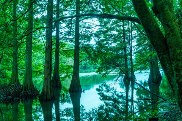 reflexionsbäume im regenwald, fukuoka, kyushu - spring waterfall japan landscape stock-fotos und bilder