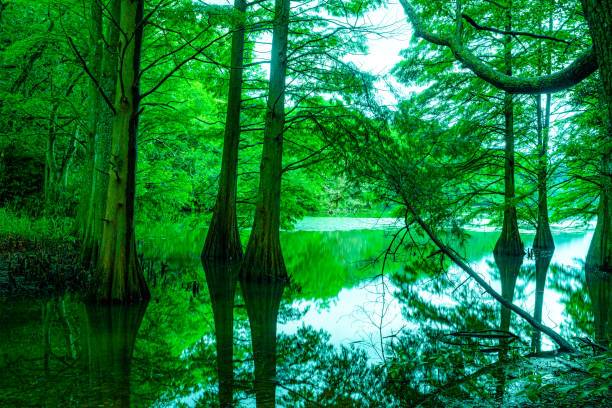 reflection trees in the rainforest, Fukuoka, Kyushu