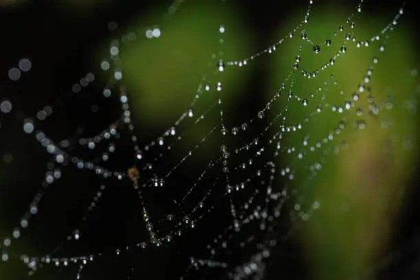 A spider web with countless water drops without a spider