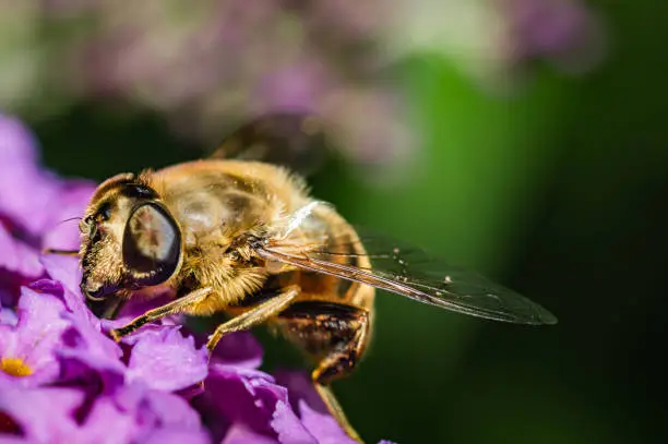 A pellucid hoverfly on a white blossom in the evening of a summer day