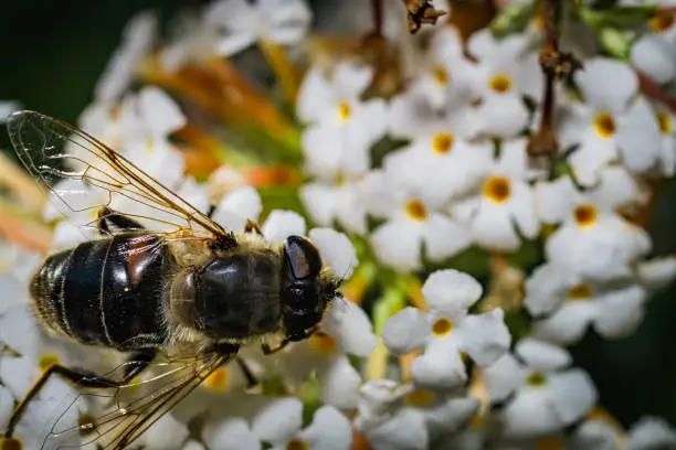 A pellucid hoverfly on a white blossom in the evening of a summer day