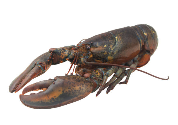 istock Fresh raw lobster isolated on white background 1264835035