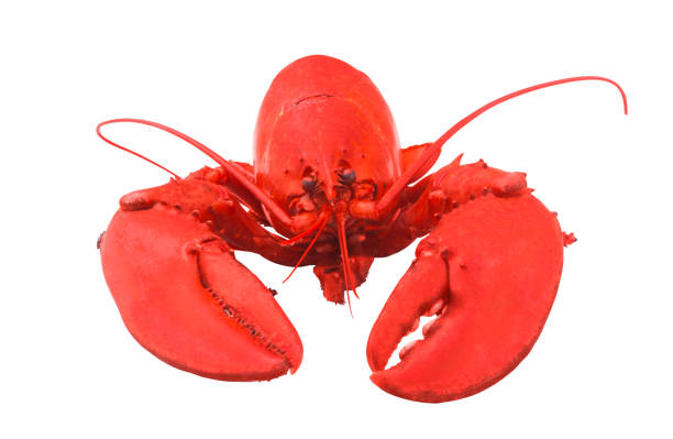 istock Cooked lobster isolated on white background 1264835059