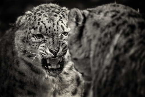 Standing snow leopard in front of an mountain rock