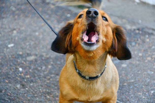 istock Dog breed Dachshund 1264835301