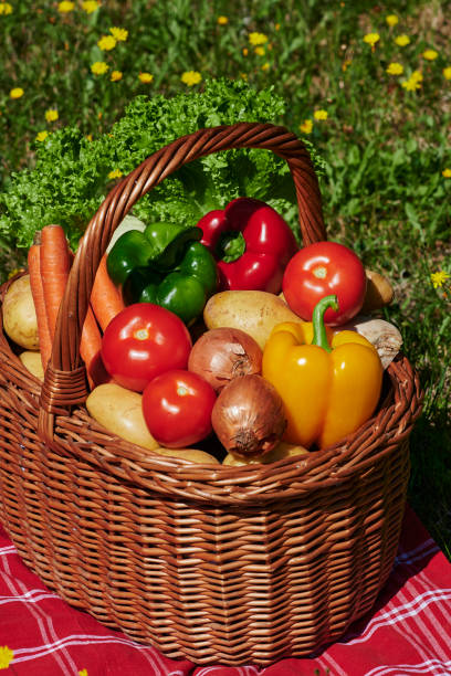 istock Basket of different vegetables in the sunlight. 1264835381