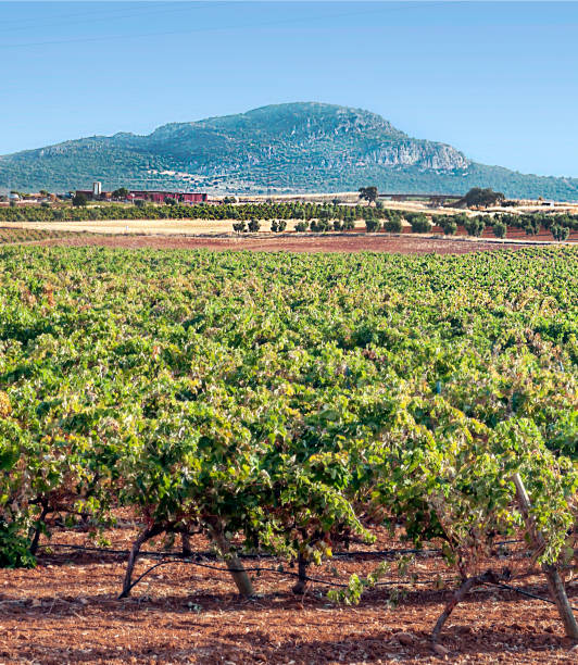 스페인 포도원 - andalusia landscape spanish culture olive tree 뉴스 사진 이미지