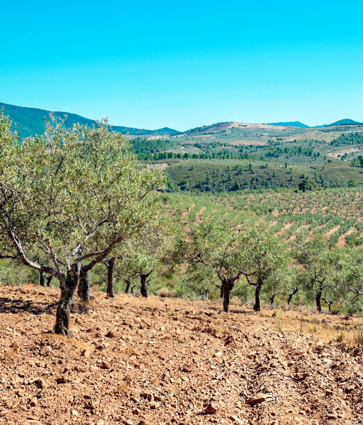 올리브 필드 - andalusia landscape spanish culture olive tree 뉴스 사진 이미지